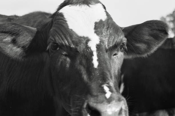 istock Iowa Cattle-Cows 12 1581525441