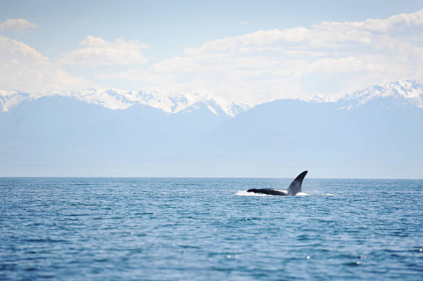istock beautiful Orca in the wild 158156695