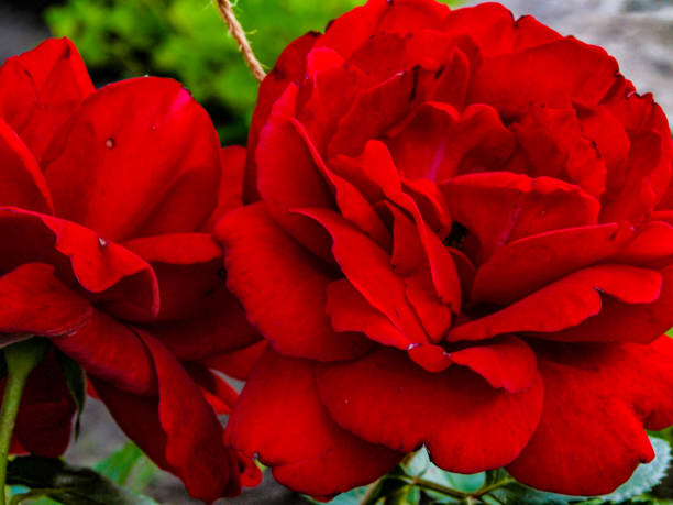 istock Red blooming garden ordinary rose 1581575468
