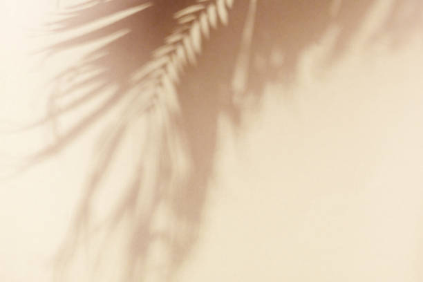 istock Palm leaf shadow on a beige wall. Minimal summer exotic concept with copy space 1581618828
