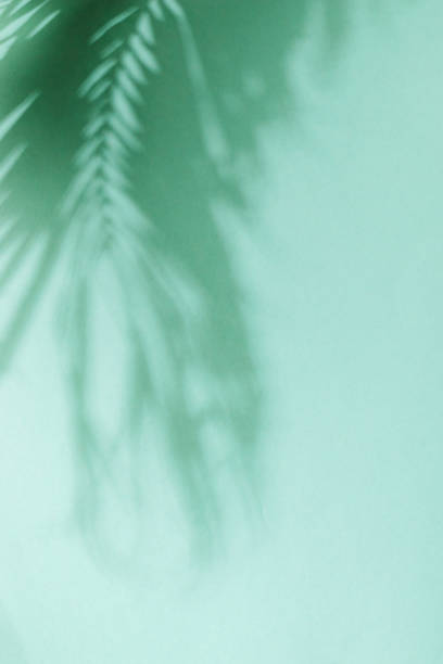 istock Palm leaf shadow on green background. Minimal summer exotic concept with copy space 1581618831