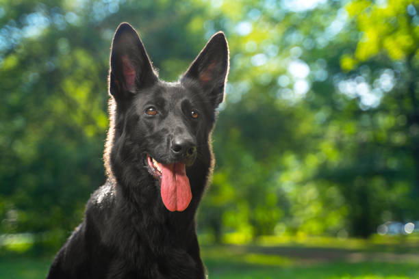 Noble black German Shepherd dog erect ears, tongue sticking out from thirst stock photo