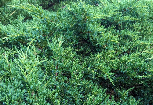 Fir green branches and grass covered with snow, focus on foreground, smooth background