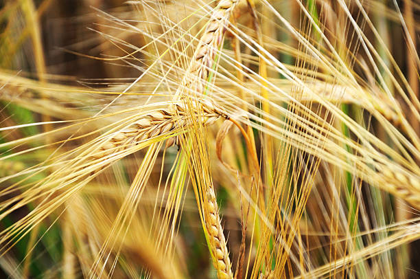 ears of rye stock photo