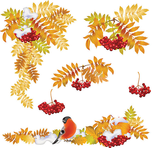 Autumn background with yellow leaves and a bunch of rowan vector art illustration