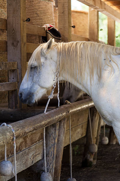 istock Horses feeding at the trough 158165834