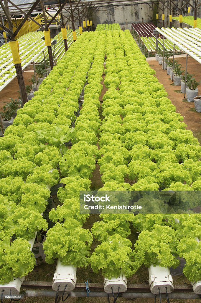 Fazenda hidropônica legumes - Foto de stock de Agricultura royalty-free