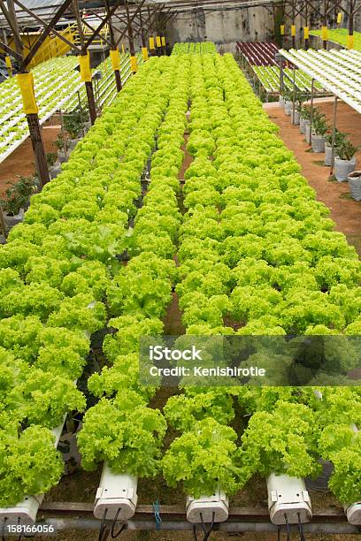 Foto de Fazenda Hidropônica Legumes e mais fotos de stock de Agricultura - Agricultura, Alface, Cameron Highlands