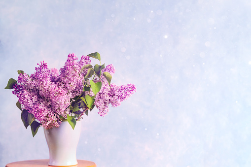 Bouquet of purple lilac flowers in the white vase with light blue background with copy space. Studio shot.