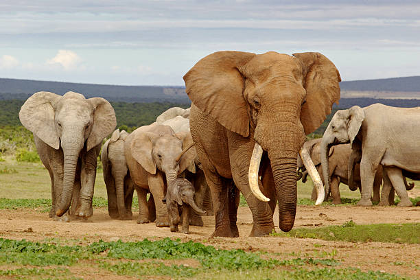 A herd of wild elephants in a field An elephant herd, led by a Magnificent 'Tusker' bull at a waterhole in the Addo Elephant National Park. african elephant stock pictures, royalty-free photos & images