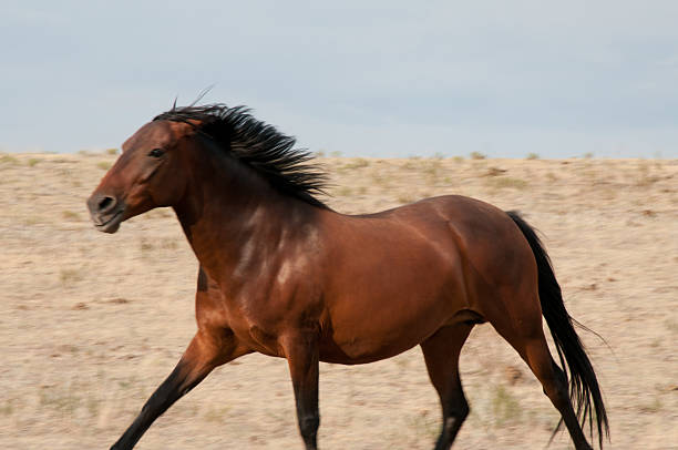 Running American Mustang stock photo