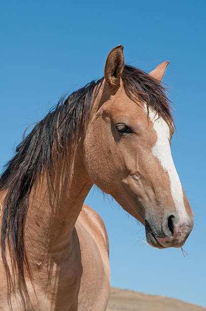 Spanish Mustang Head Shot stock photo