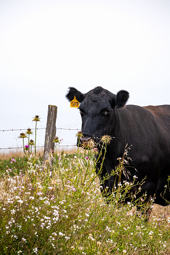 A black cow along the side of Sir Frances Drake Boulevard in Point Reyes.