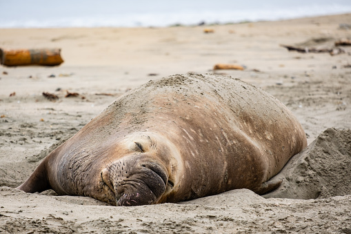 An Elephant Seal resting on Drakes Beach in Point Reyes National Seashore.