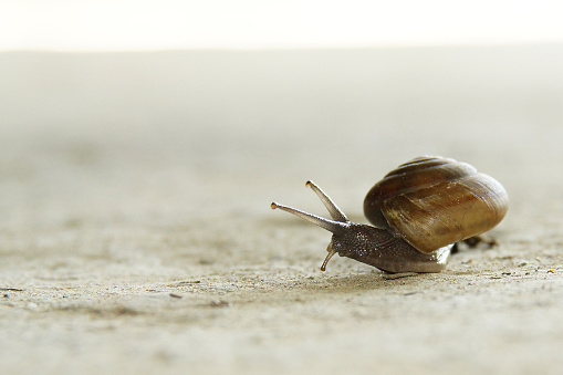 A crawling snail on the ground