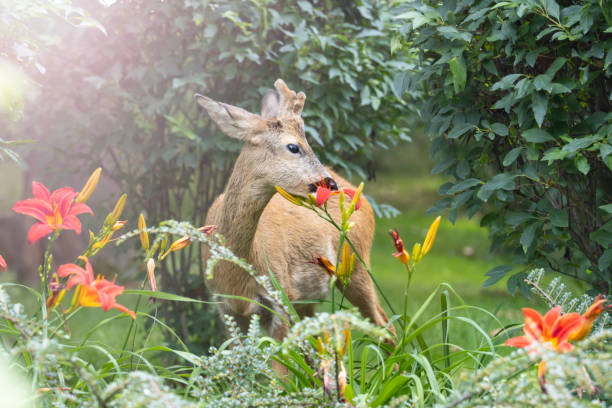 istock beautiful deer and red lilies, city park 1581716993