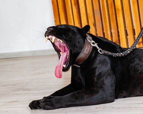 beautiful black panther yawns, mouth wide\nopen panther
