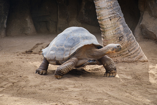 huge galapagos tortoise walking