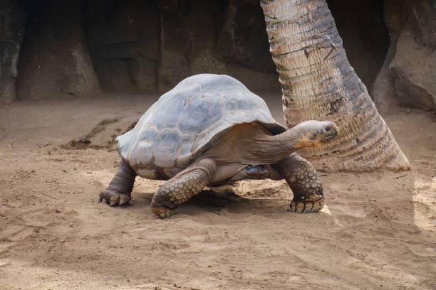 huge galapagos tortoise stock photo