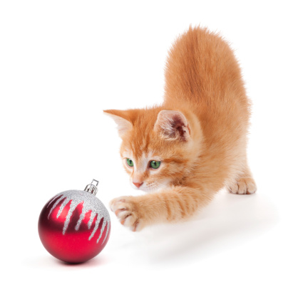 Cute orange kitten playing with a red Christmas ball ornament on a white background.