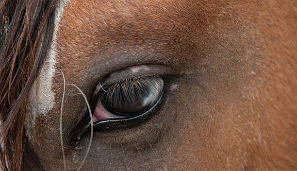 istock Half Blue Eye of Choctaw Stallion 158173763