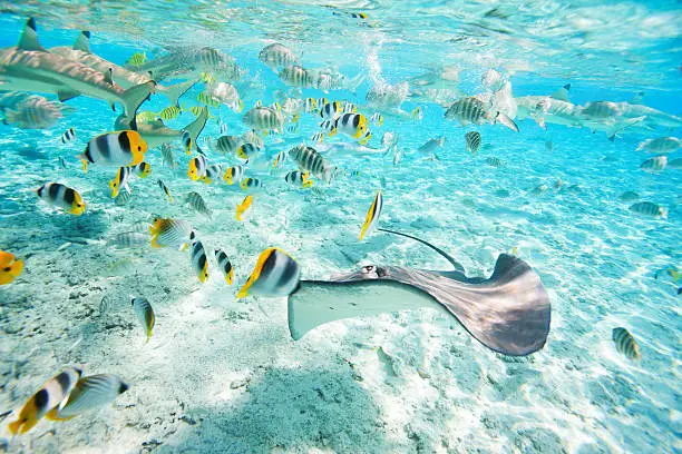 Colorful fish, stingray and black tipped sharks underwater in Bora Bora lagoon