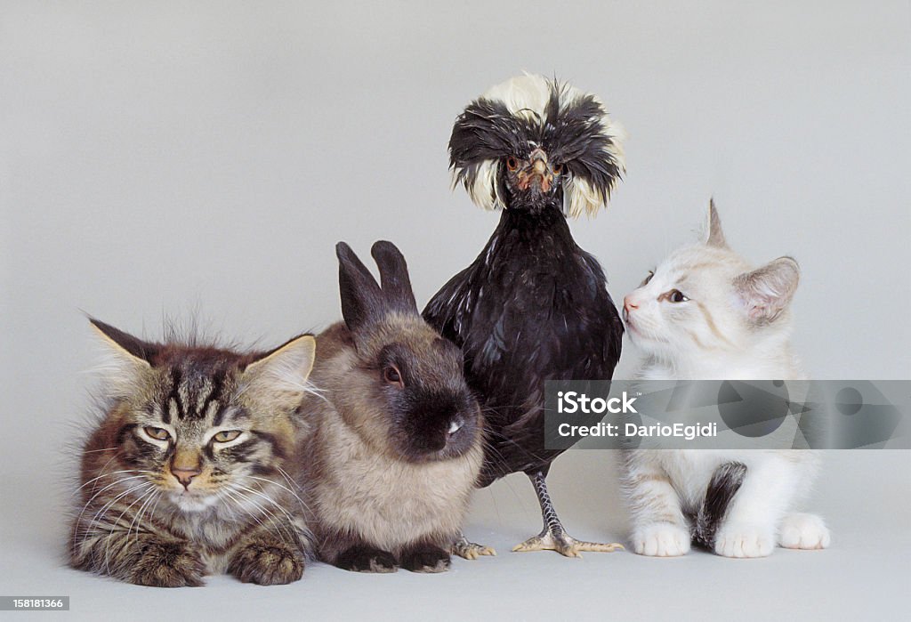 Due gatti, pollo e Coniglio olandese - Foto stock royalty-free di Coniglio - Animale