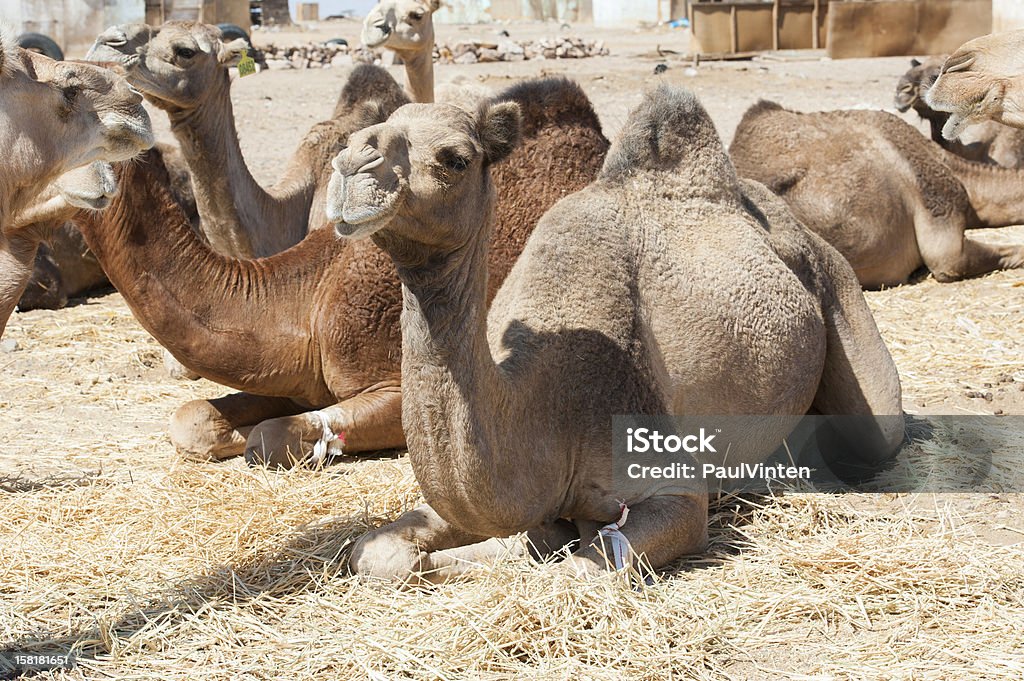 Dromedary chameaux dans un marché africain - Photo de Afrique libre de droits