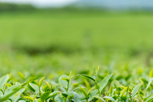 Green tea tree leaves field plant in camellia sinensis organic farm. Close up Tree tea plantations mountain green nature background in morning. Fresh young tender bud herbal Green tea tree in farm