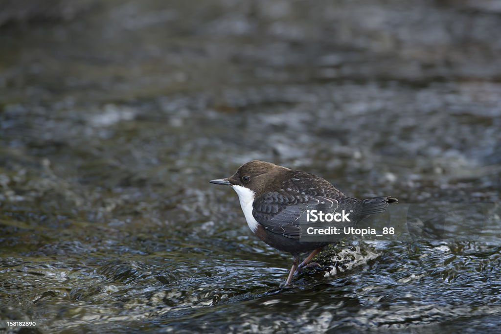 white throated dipper bird fishing in middle of the water Dipper bird specie "Cinclus cinclus" in Moselle french river Animal Stock Photo
