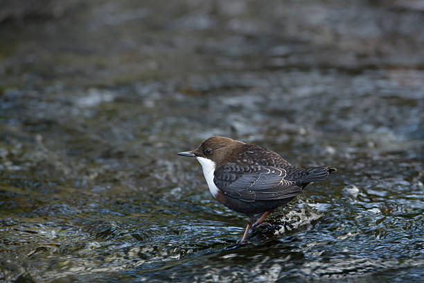 white throated dipper bird fishing in middle of the water Dipper bird specie "Cinclus cinclus" in Moselle french river cinclidae stock pictures, royalty-free photos & images