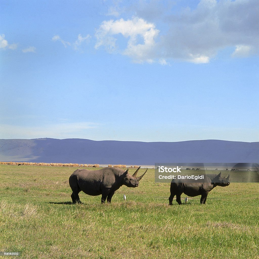 Animali rinoceronte - Foto stock royalty-free di Rinoceronte nero