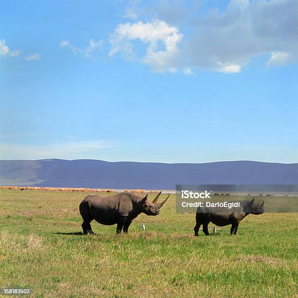 Animali Rinoceronte - Fotografie stock e altre immagini di Rinoceronte nero - Rinoceronte nero, Africa, Animale