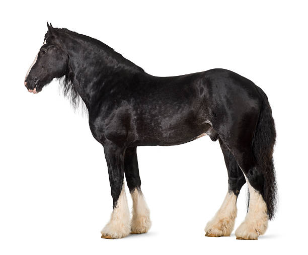 istock Shire Horse standing against white background 158183646