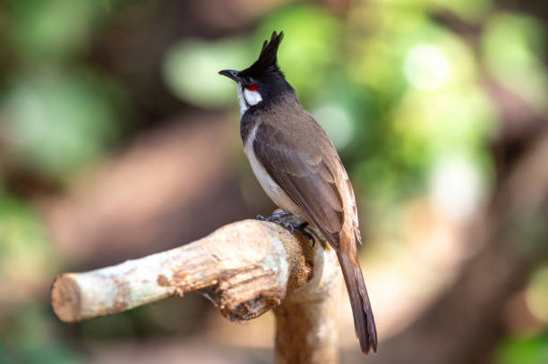 istock Red-whiskered bulbul , A bird with a melodious cry 1581845299