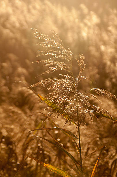 istock Field of winter grass 158185354
