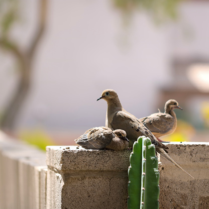 A family of Arizona Mourning Doves (Zenaida macroura) with a watchful parent and fledglings on a fence