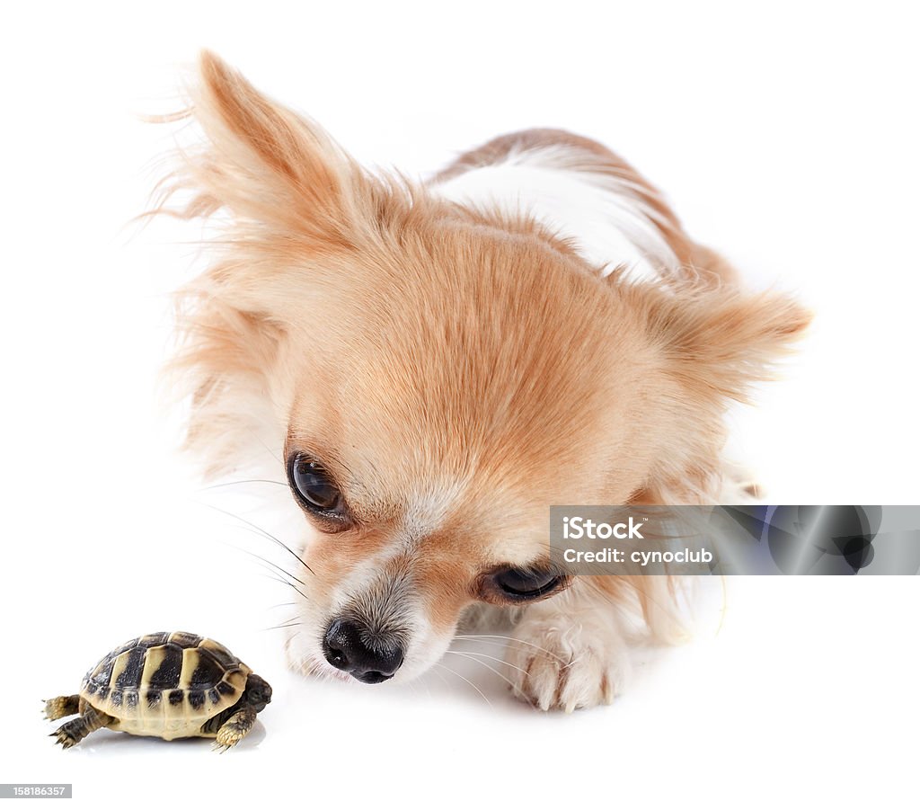 Młody Tortoise i chihuahua - Zbiór zdjęć royalty-free (Pies)