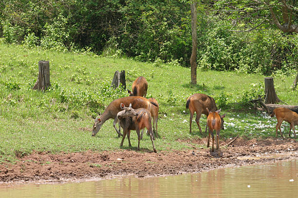 istock Deer herd in meadow scene at forest, Thailand. 158186380