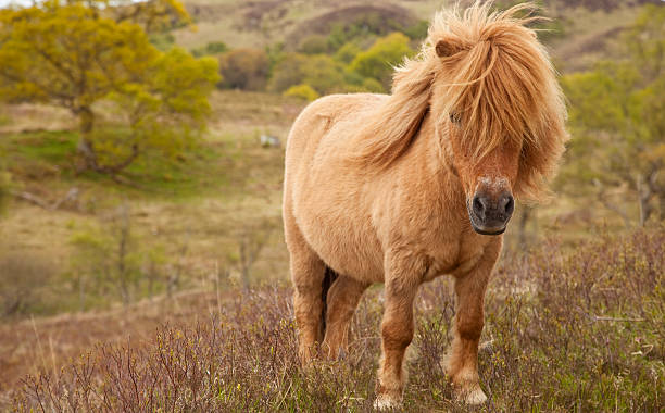 istock My Highland Pony 158188503
