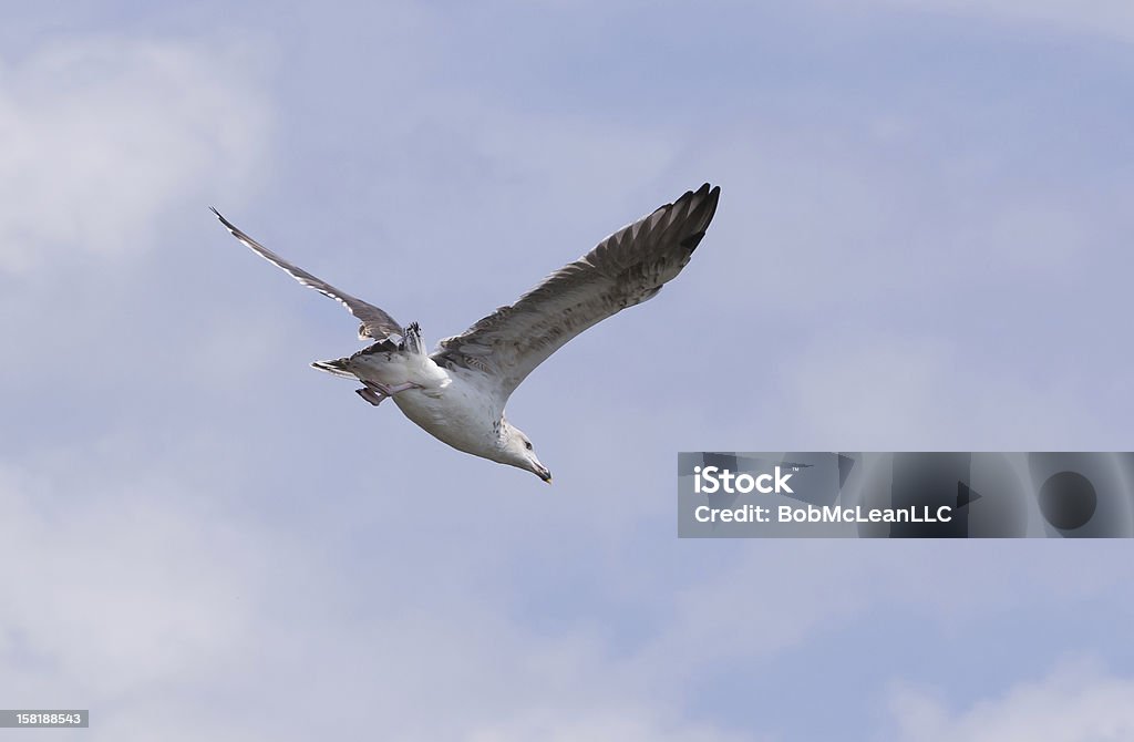 Anillo de gaviota de pico en vuelo - Foto de stock de Ave marina libre de derechos