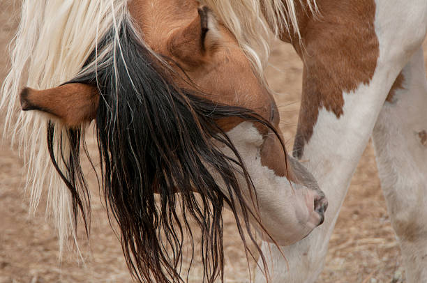 Choctaw Stallion stock photo