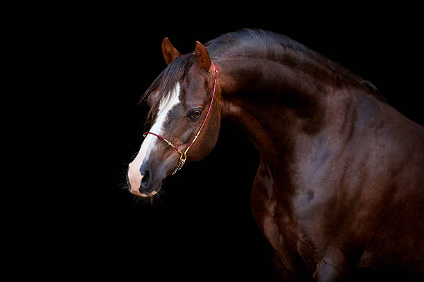 istock Brown horse isolated on black background 158189187