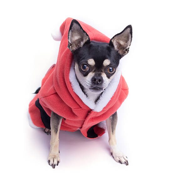 istock Santa's Little Helper Chihuahua 158191032