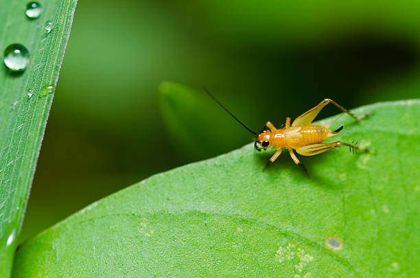 istock the common black cricket  in green nature 158191178