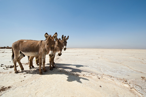 Three donkeys are standing at the Ass Ale salt lake in the Danakil Desert in Ethiopia - they are resting before the salt plates are loaden on their back.  Every day more than 1000 camels and donkeys are arriving at the place where the Afar people are braking plates of salt out of the ground - the traders are buying these salt-blocks and transporting themt with their caravans of camels and donkeys in 5 - 6 days back to the Highlands of Northern Ethiopia. 