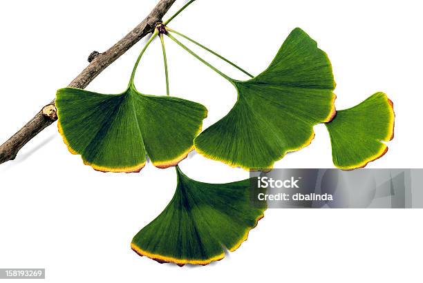 은행나무 추출물 잎 0명에 대한 스톡 사진 및 기타 이미지 - 0명, 가을 단풍, 나무