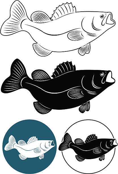 ilustraciones, imágenes clip art, dibujos animados e iconos de stock de peces bass - black bass illustrations