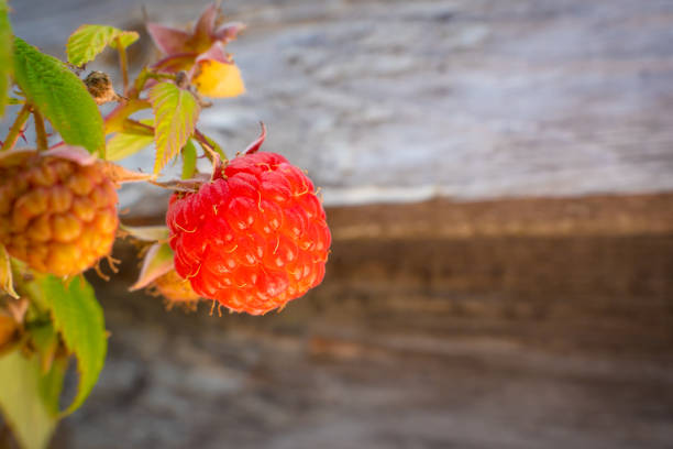 Raspberry on white background