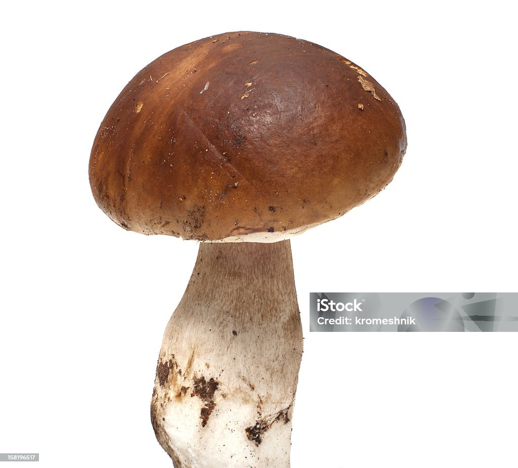 Mushroom. Fresh cep isolated on white background. Blewit Stock Photo